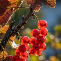 Ягоды красной смородины :: Лилия Ягоды красной смородины :: Лилия