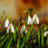 на закате :: Виталий Емельянов