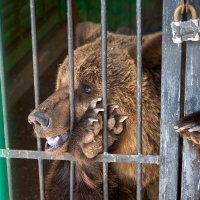 За решёткой. Самарский ззопарк :: Олег Манаенков За решёткой. Самарский ззопарк :: Олег Манаенков