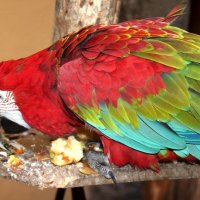 Очень красивые попугаи в домике Колумба :: Savayr 