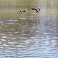 Ты куда? :: Светлана Тихонина Ты куда? :: Светлана Тихонина