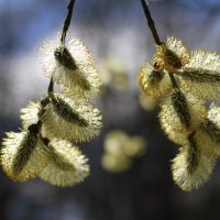 ... :: Ninell Nikitina ... :: Ninell Nikitina