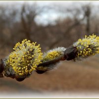 Верба зацветает ... :: Валентина Надсон