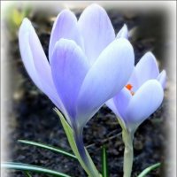 Крупноцветковые крокусы :: Елена Сухорученкова