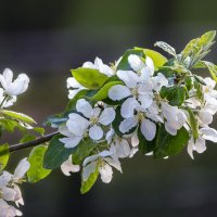 Яблоня :: Aleksey Afonin Яблоня :: Aleksey Afonin