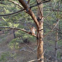 Белочка на сосне :: Андрей Хлопонин