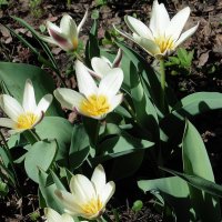 Первые тюльпаны расцвели в Аптекарском огороде :: Лидия Бусурина