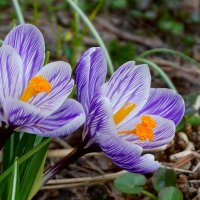 Крокусы в Зарядье :: Ольга Крокусы в Зарядье :: Ольга