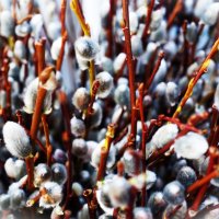 Поздравляю с Вербным воскресеньем!! :: Aida10 