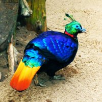 Фазан оглянулся посмотреть на меня.. :: Aida10 