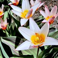 *   *   * :: Елена 