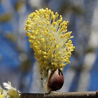 Вербочка  в кувшинчике :: Галина Нестратова