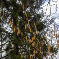 Орешник в сережках :: Сергей Цветков Орешник в сережках :: Сергей Цветков