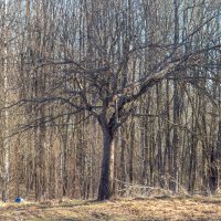 ___ :: Yuriy V ___ :: Yuriy V