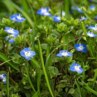 Вероника полевая :: Игорь Сикорский