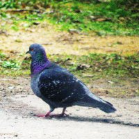 Красавчик гуляет :: Людмила Смородинская