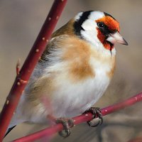 Щегол :: Лина 