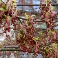 ВЕСНЫ ТВОРЕНЬЕ! :: Елена Семигина