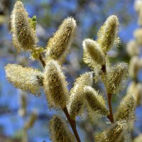 Верба :: Владимир Помазан Верба :: Владимир Помазан