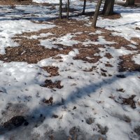 *** :: Валентина Береснева