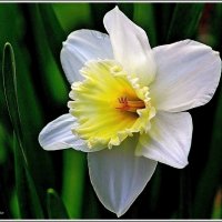 Весеннее солнышко. :: Владимир Попов