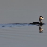 Чомга :: Наталия 