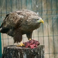 Орлан Белохвостый :: Александр Леонов Орлан Белохвостый :: Александр Леонов