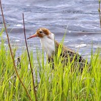 турухтан :: gawrilа - dan