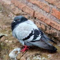 Нахохлился :: Сергей Сомихин