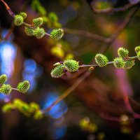 ВЕРБА :: Владимир Кроливец