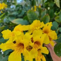 Египет. Шарм-эль-Шейх :: Ирэн 