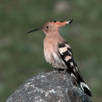 Удод, :: Yudong Liu