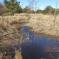 весенние зарисовки :: ИННА ПОРОХОВА