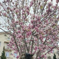 Магнолия. Кот :: Людмила Мила Магнолия. Кот :: Людмила Мила