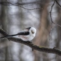 Ополовник :: Надежда Абрамова