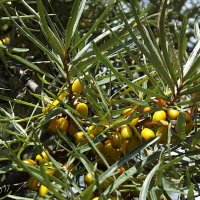 Облепиха :: Freddy 97