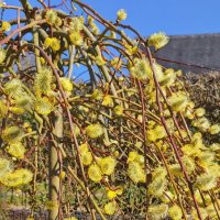 С Вербным Воскресеньем ! :: Андрей K.