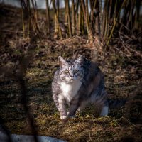 Глаза в глаза...! :: Анатолий Нецепляев Глаза в глаза...! :: Анатолий Нецепляев