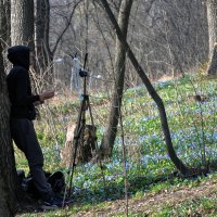 Весеннее вдохновение :: Татьяна Машошина