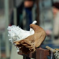 Распушистики :: Вячеслав Алтай