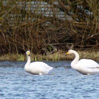 лебеди кликуны :: gawrilа - dan