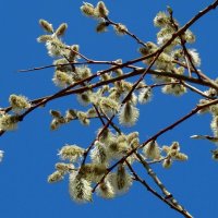 Верба расцвела к празднику. :: Наталья ***