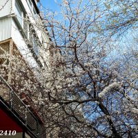 Балкон-сад :: Нина Бутко Балкон-сад :: Нина Бутко