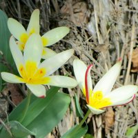 Тюльпаны Кауфмана :: Александр Чеботарь