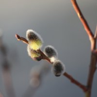 С Вербным воскресеньем! :: Наталья Герасимова