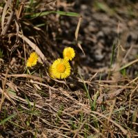 Среди прошлогодней листвы :: Владислав Левашов