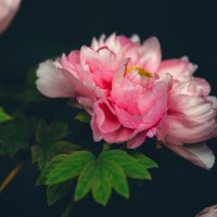 Пионы в городском парке :: Дмитрий 