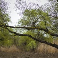 *** :: Игорь Протасов