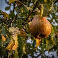 Груша на ветке :: Лилия 