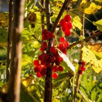 Красная смородина :: Лилия 